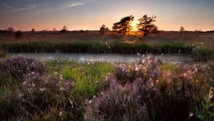 De Mookerheide