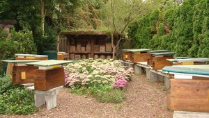 Beekeeping Immenhof
