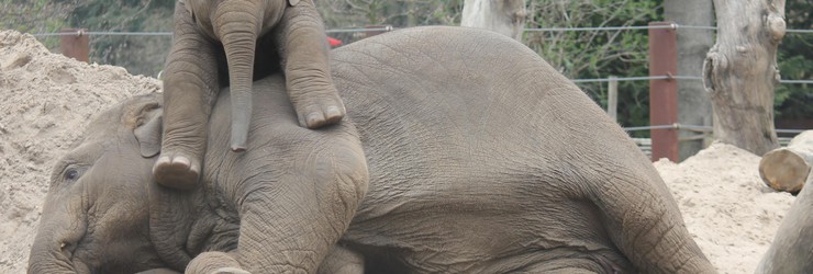 Royal Burgers' Zoo