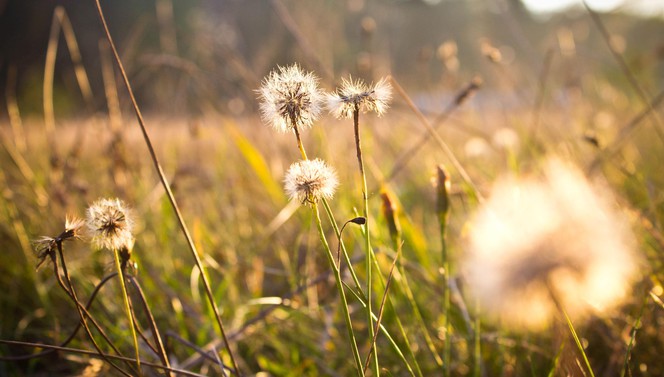 Natuur