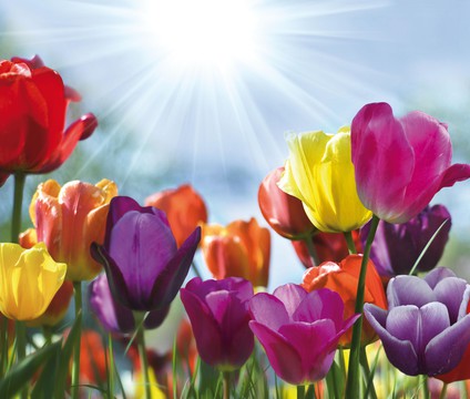 Tulpen_kleurrijk_veld