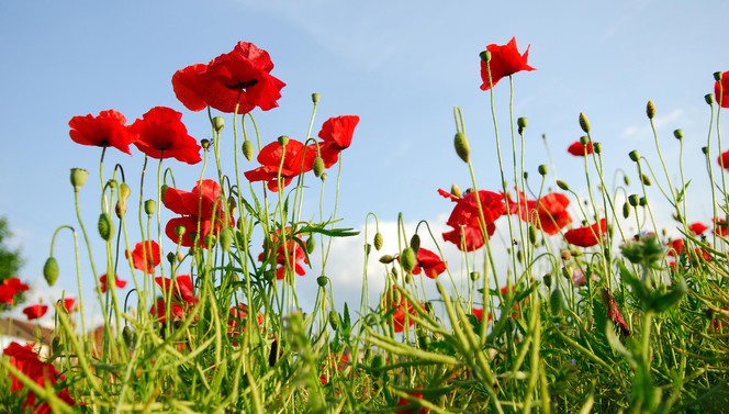 Zomer