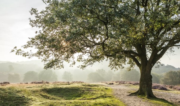 Natuurbegraven